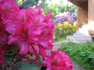 Rhododendronblüten direkt am Haus