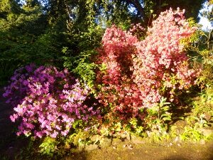 Blüten im Rhododendronpark