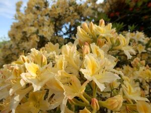 Blühende Rhododendren entlang der Parkwege