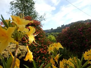 Farbenspiel der Azaleen und Rhododendren