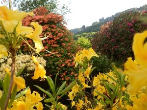Rhododendren in verschiedenen Farben
