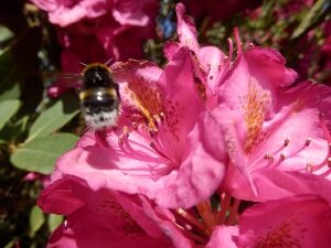 Rhododendronblüte mit Hummel