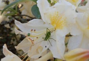 Blüte mit Käfer