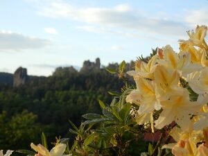 Blüten vor dem Felsen Talwächter