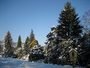Der Rhododendronpark unter Schnee