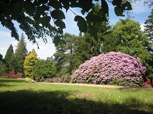 Der Rhododendronpark rund um das Ferienhaus in voller Blüte