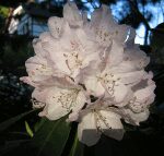 Einzelne Rhododendronblüte