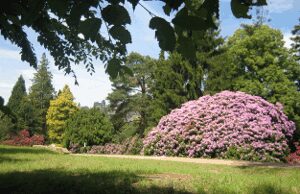 Weg durch den Rhododendronpark