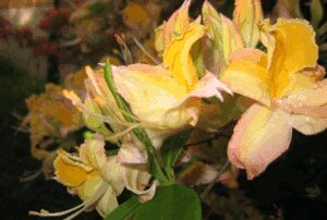 Blühender Rhododendronpark