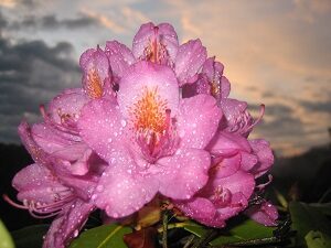 Rosafarbene Rhododendronblüte